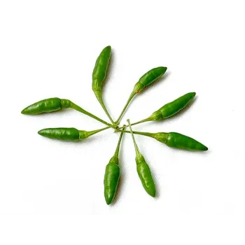 green chilli  (33)-7747853-37655.webp